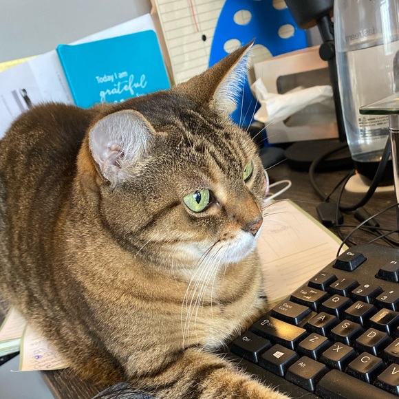 Meet your Posher, Sabrina - Picture 4 of 4